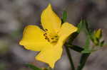 Yellow meadowbeauty